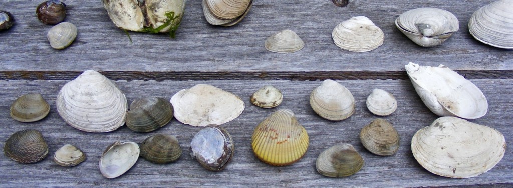 Shellfish varieties, Lloyd Creek Bay